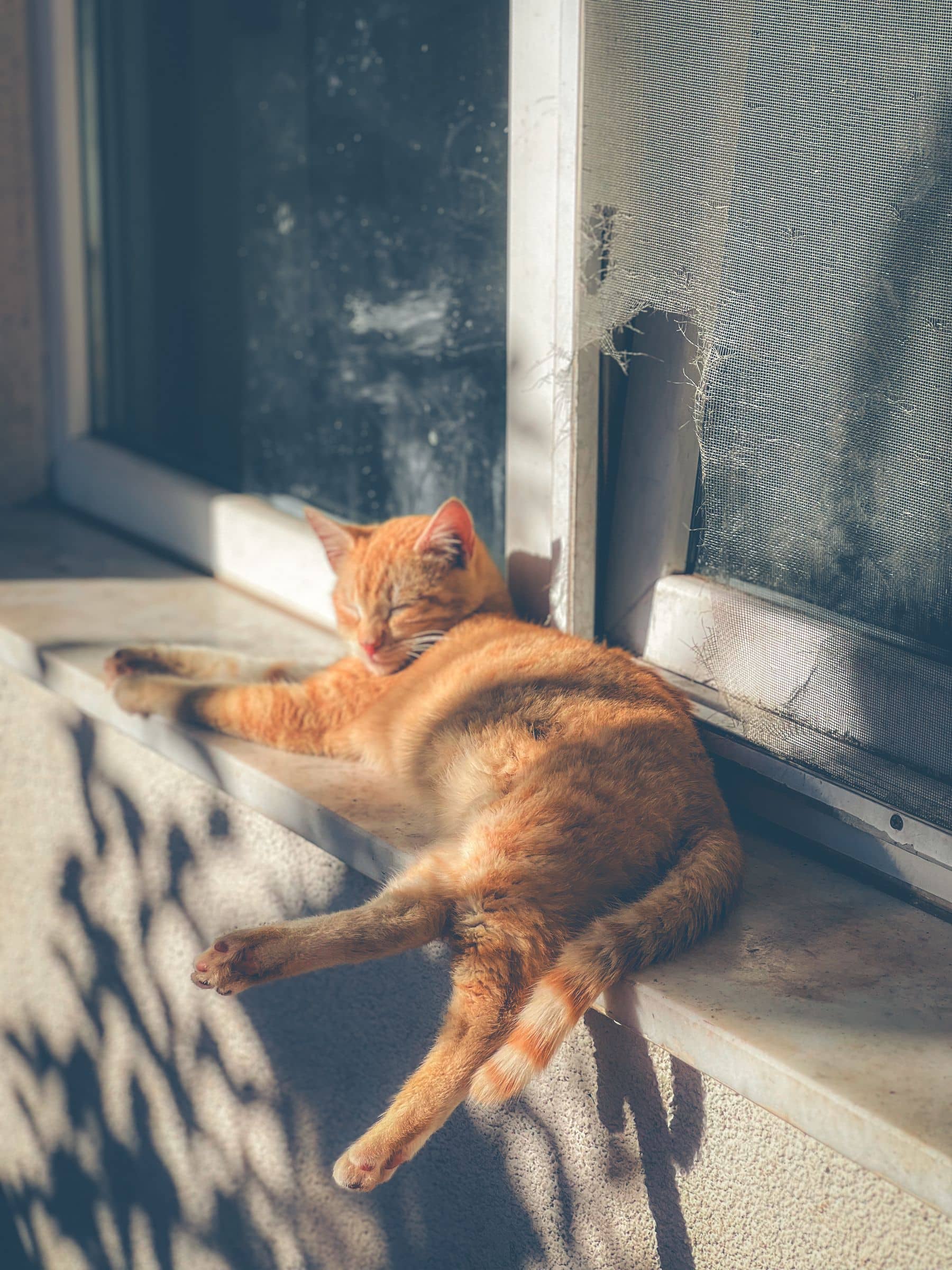 Rote Katze schläft ausgestreckt in der Sonne am Fenster