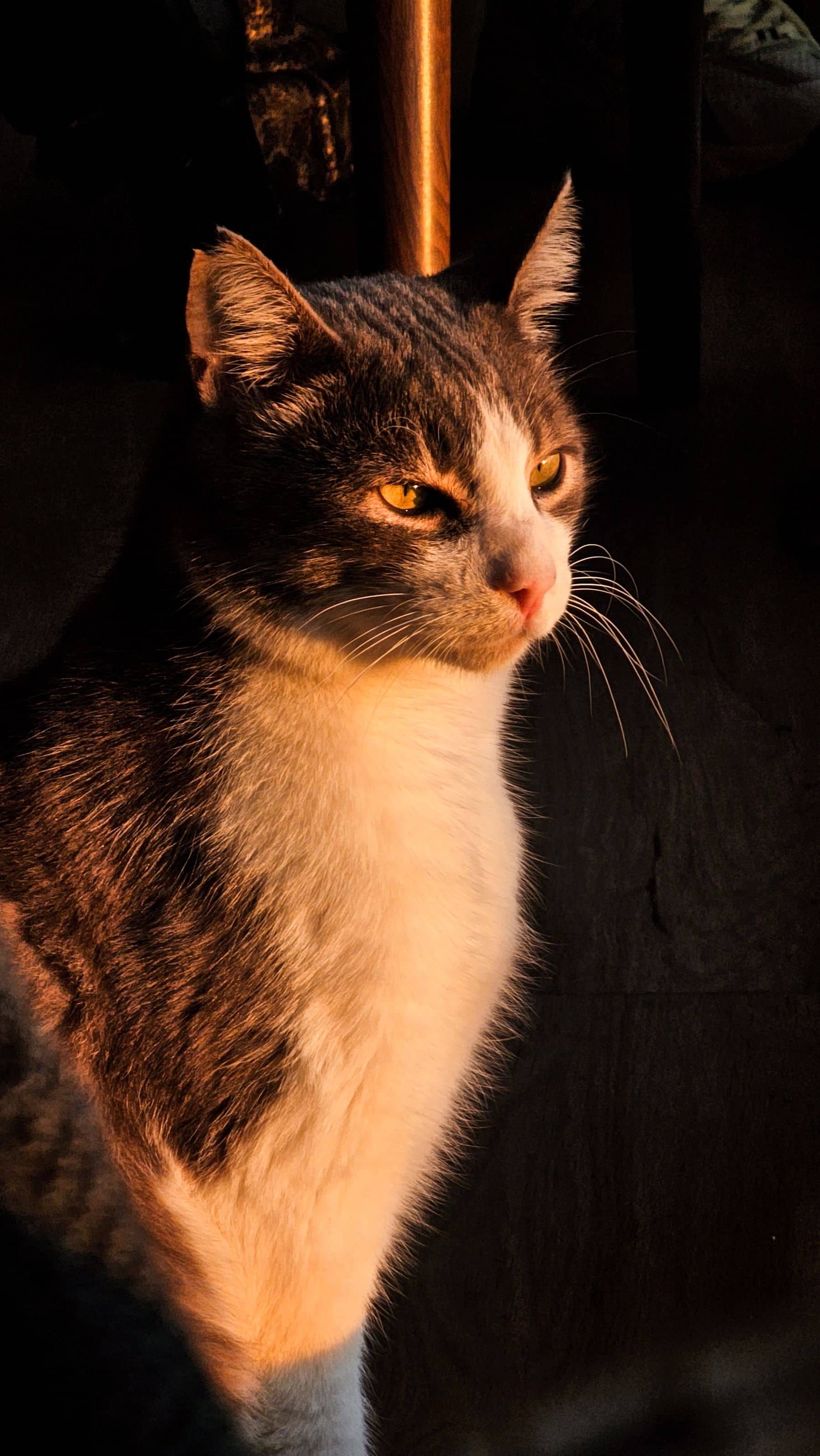 Katze im warmen Abendlicht