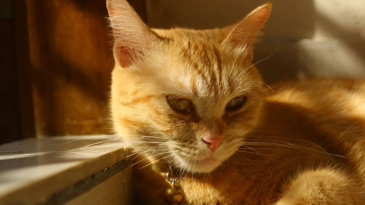 Roter Kater ruht im warmen Nachmittagslicht