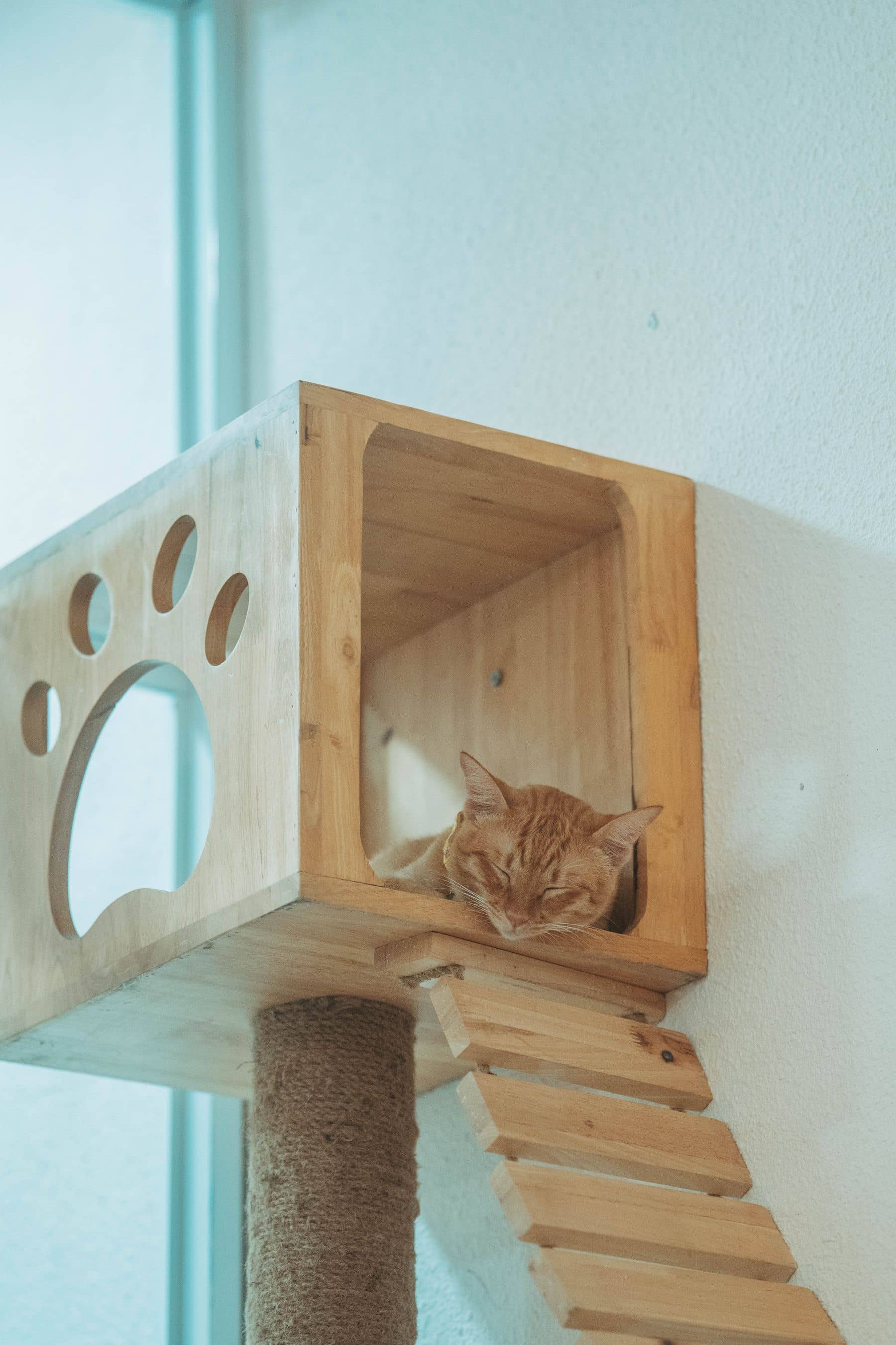 Katze döst in einem Holz-Wandhäuschen mit Aufstiegsleiter