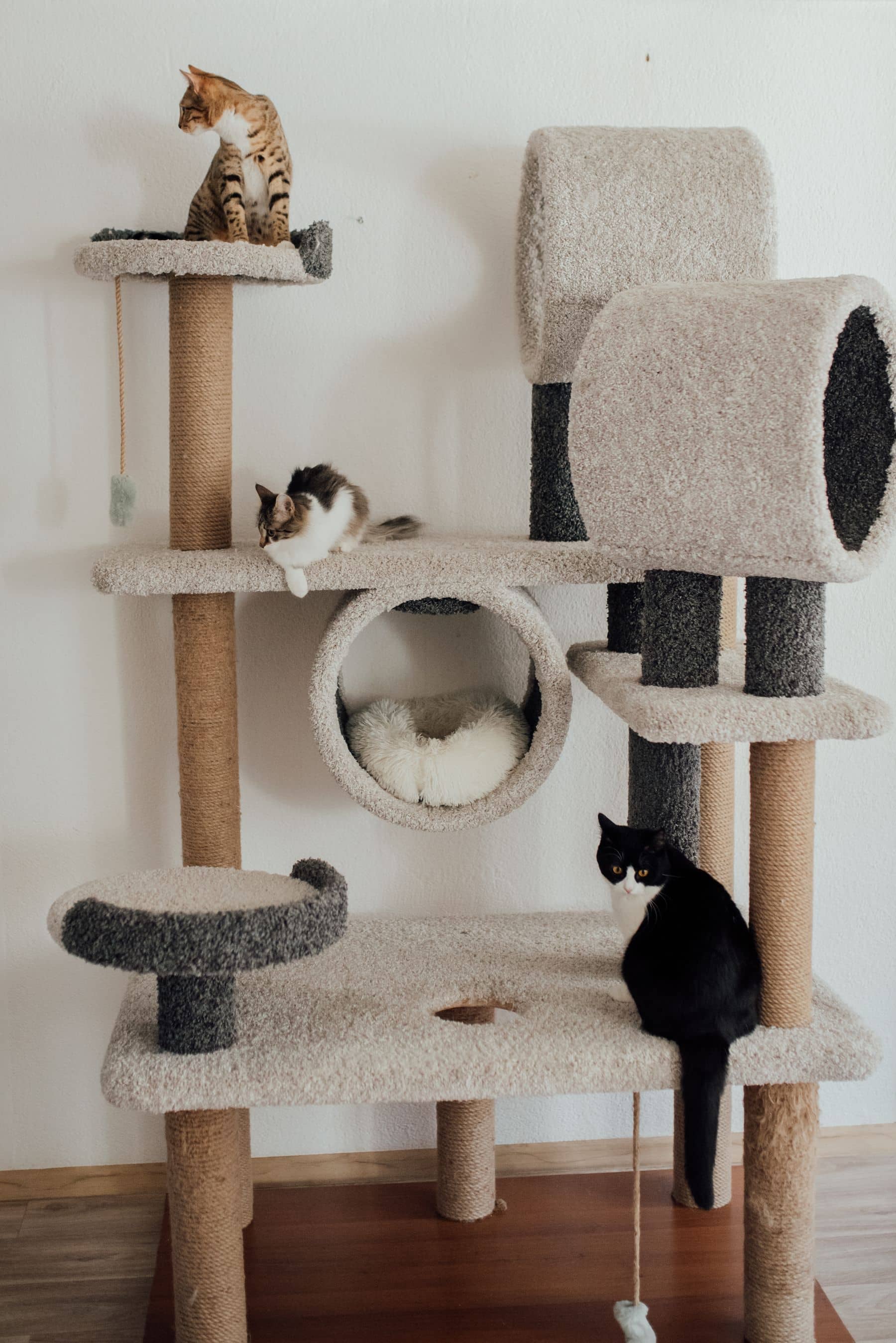 Drei Katzen auf einem mehrstöckigen Kratzbaum