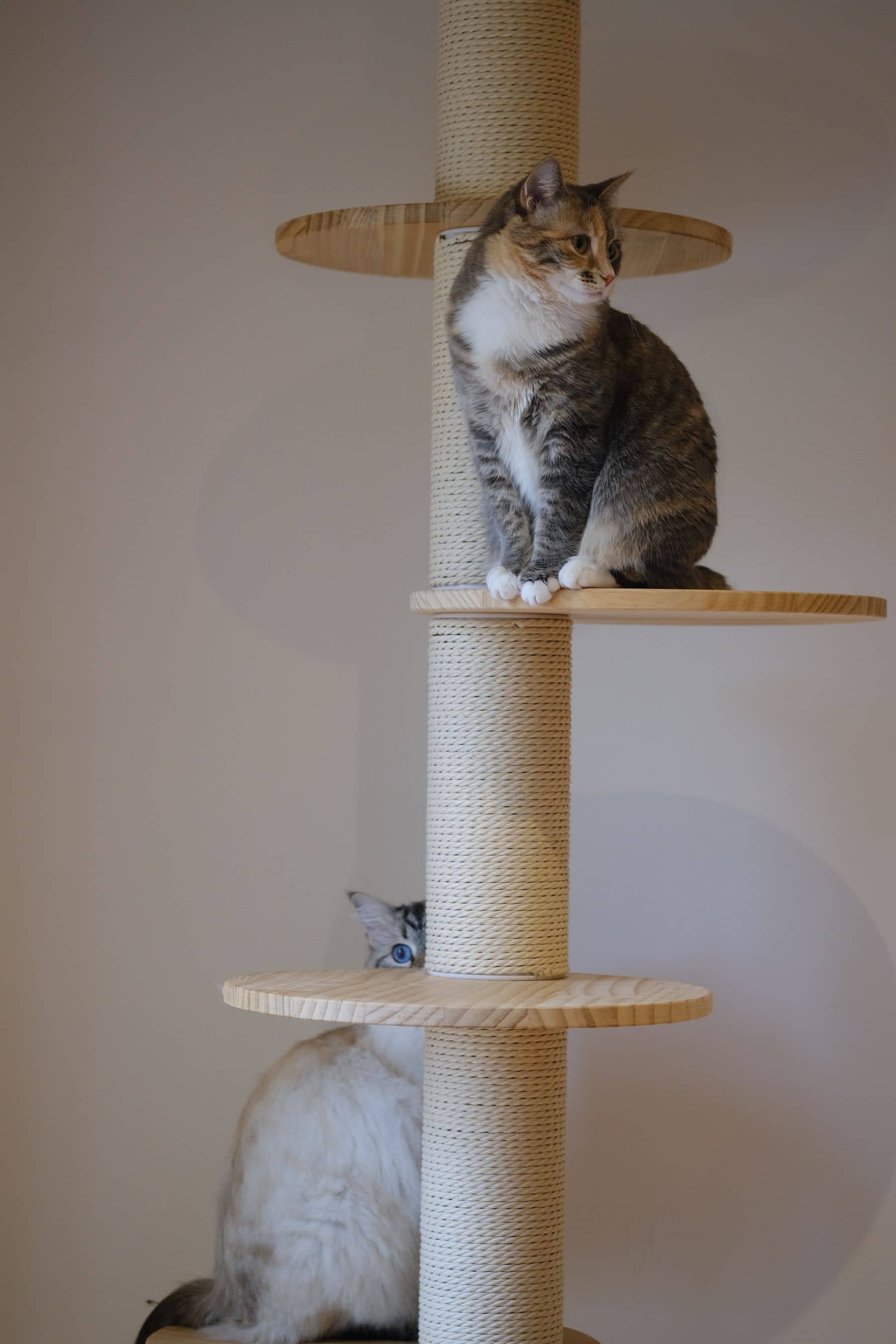 Zwei Katzen auf den Podesten eines Sisal-Kratzbaums