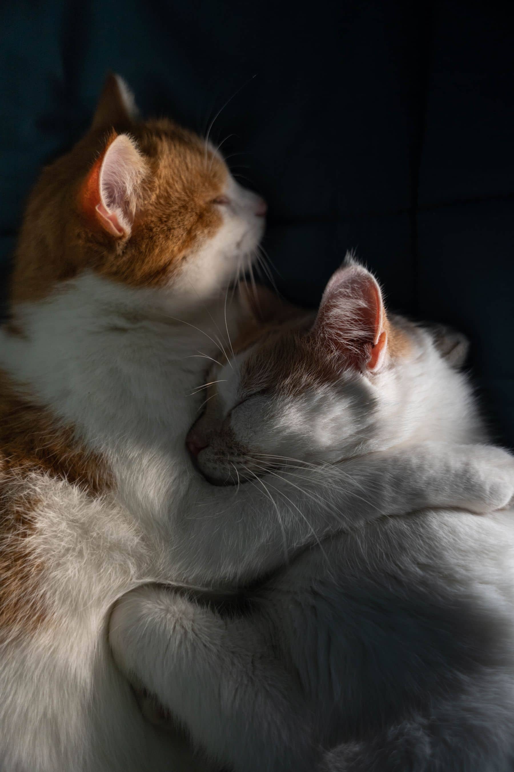 Zwei Katzen schmiegen sich im warmen Licht aneinander