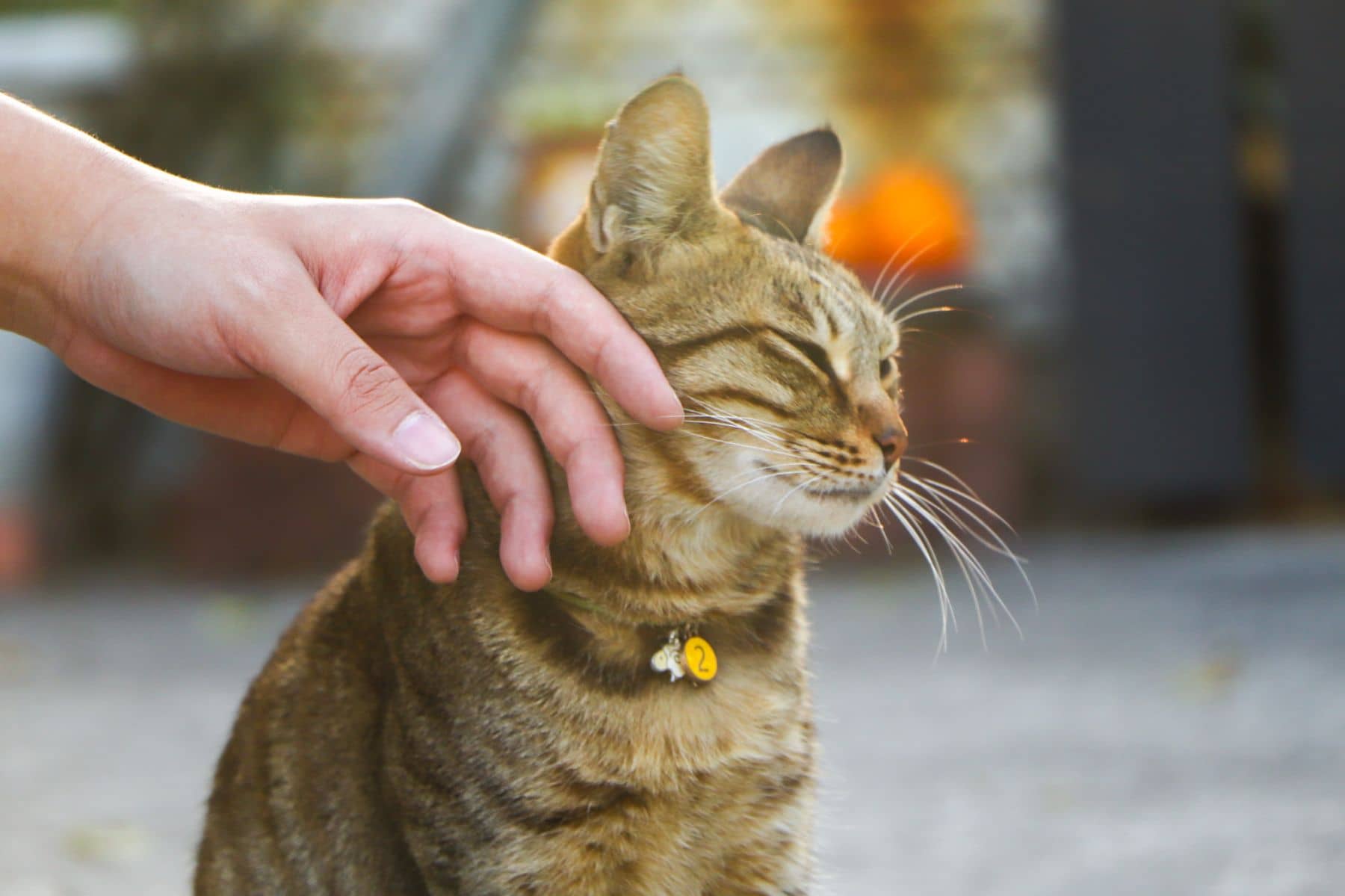 Eine Hand streichelt eine Katze, die die Augen schließt
