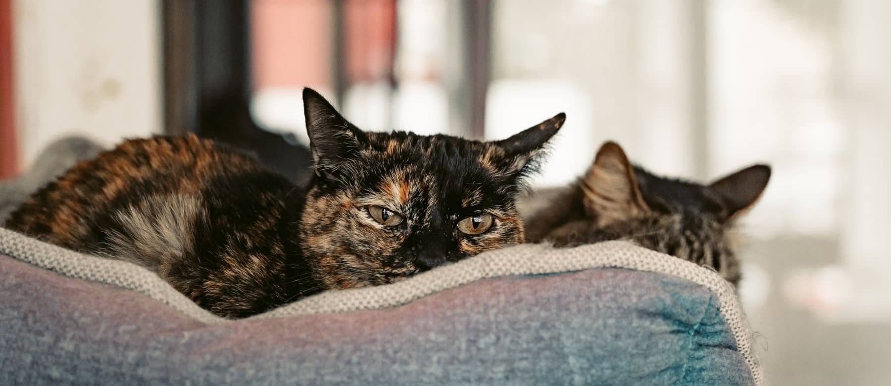 Zwei Katzen liegen zusammengerollt in einem weichen Körbchen