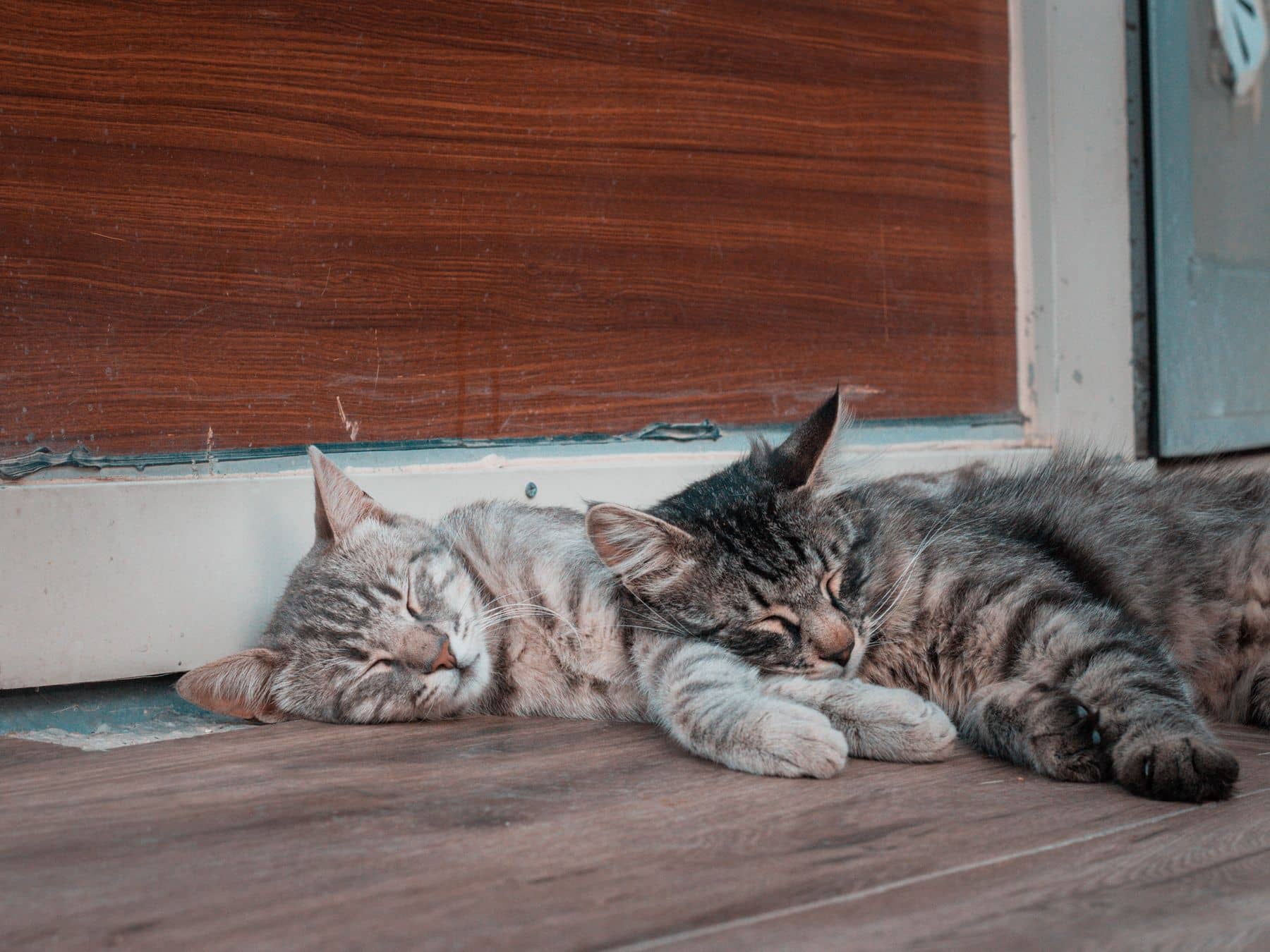 Zwei getigerte Katzen schlafen dicht nebeneinander