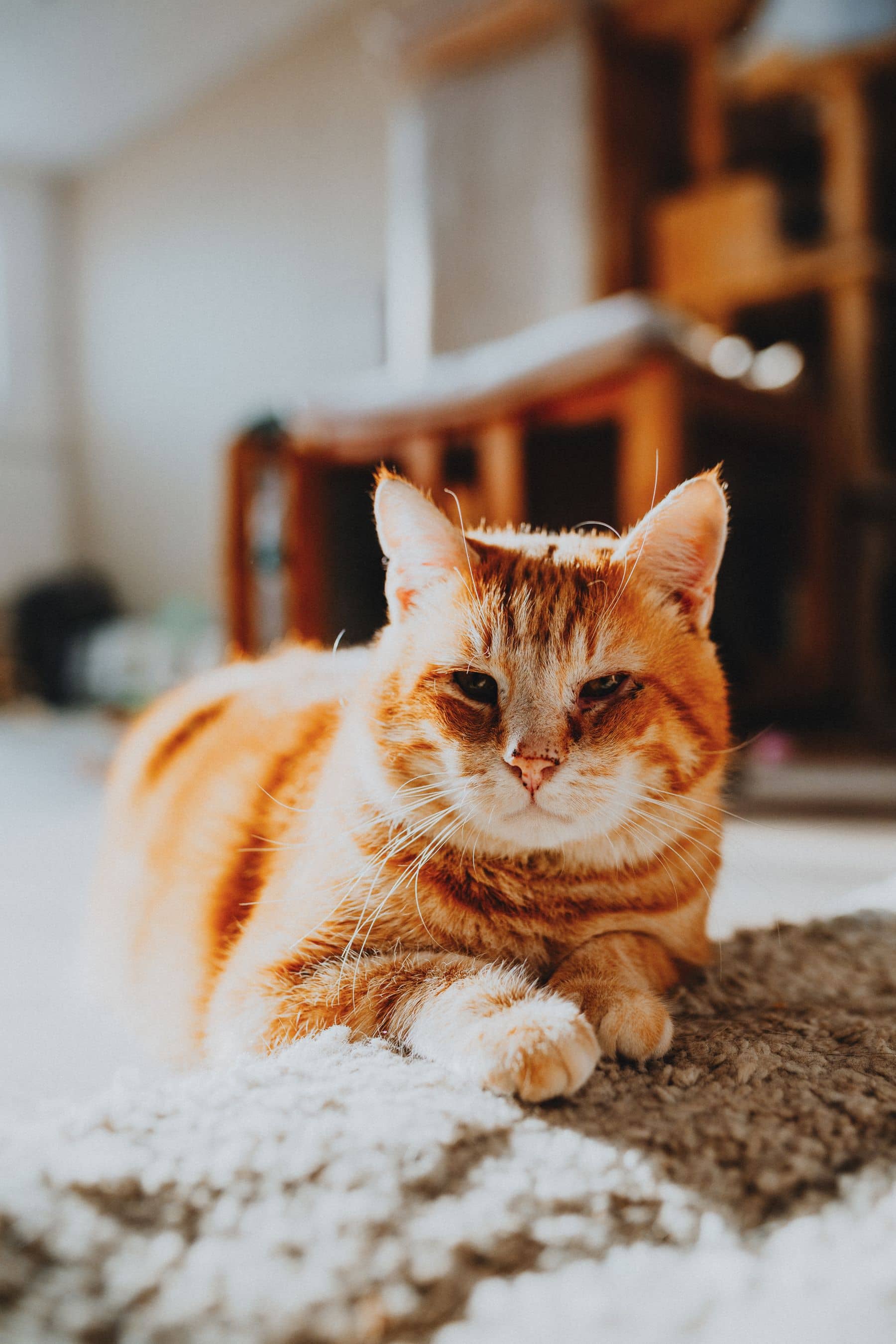 Roter Kater liegt entspannt auf einem hellen Teppich