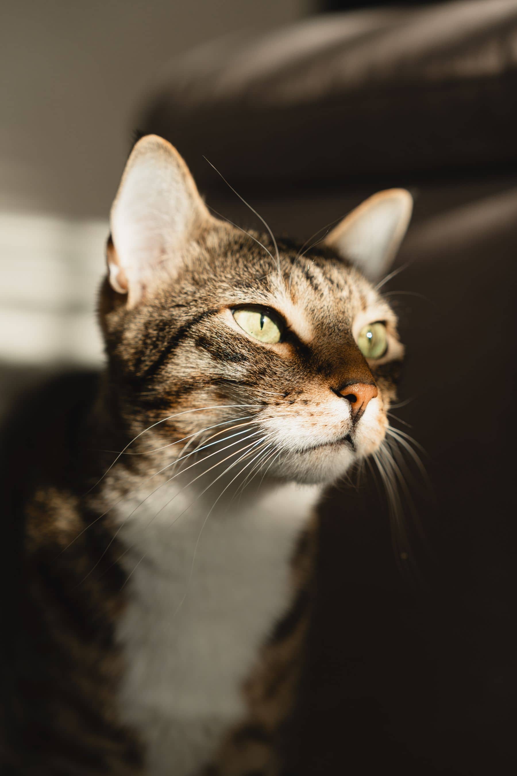 Porträt einer getigerten Katze im weichen Sonnenlicht