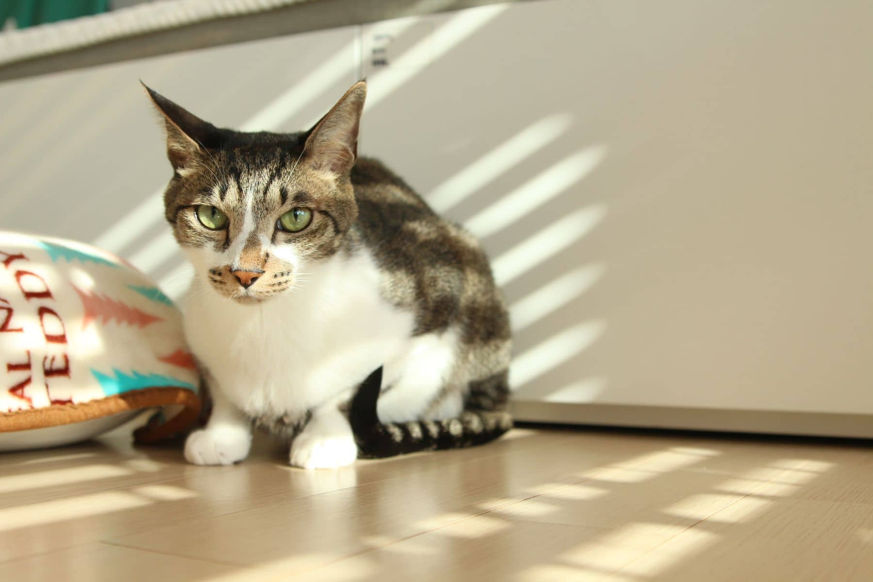 Katze sitzt in einem Sonnenfleck auf hellem Holzboden